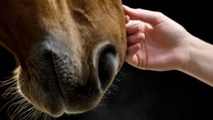 close up snuit paard aanraking hand